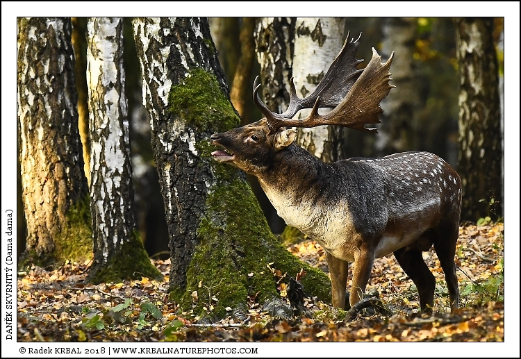 Dan�k skvrnit� | Fallow Deer | Damhirsch | Dama dama