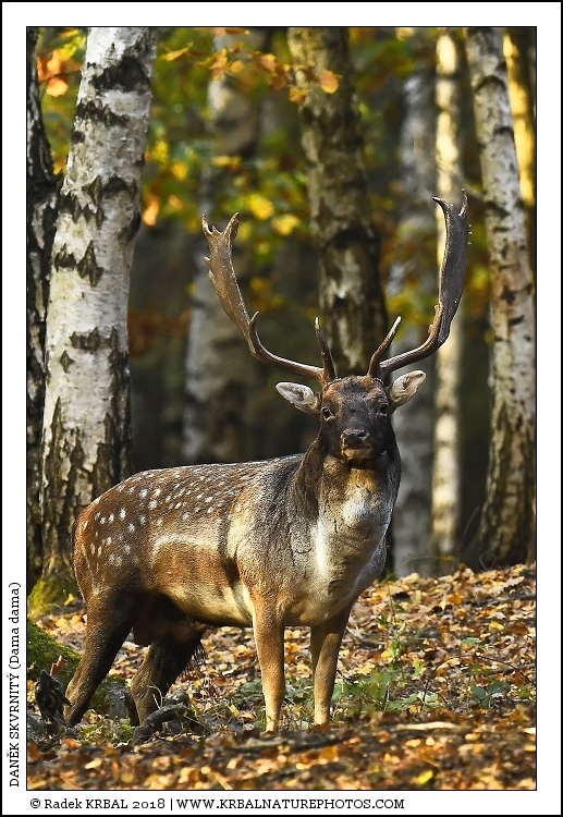 Dan�k skvrnit� | Fallow Deer | Damhirsch | Dama dama