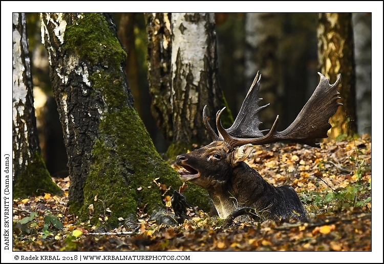 Dan�k skvrnit� | Fallow Deer | Damhirsch | Dama dama