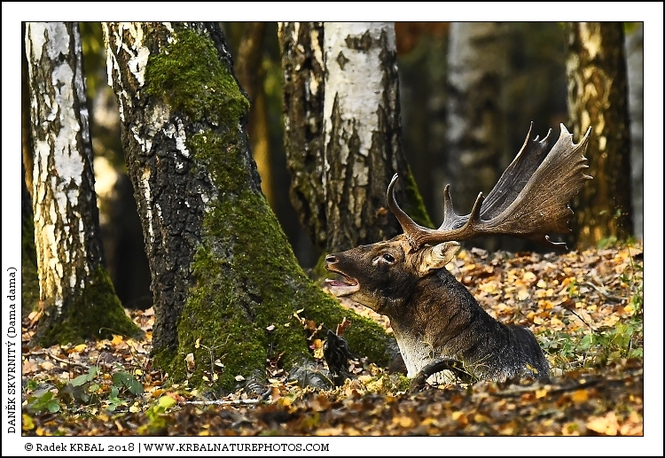 Dan�k skvrnit� | Fallow Deer | Damhirsch | Dama dama