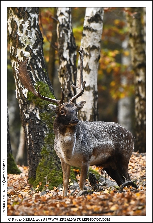 Dan�k skvrnit� | Fallow Deer | Damhirsch | Dama dama