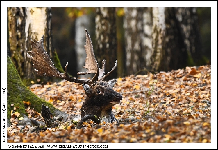 Dan�k skvrnit� | Fallow Deer | Damhirsch | Dama dama