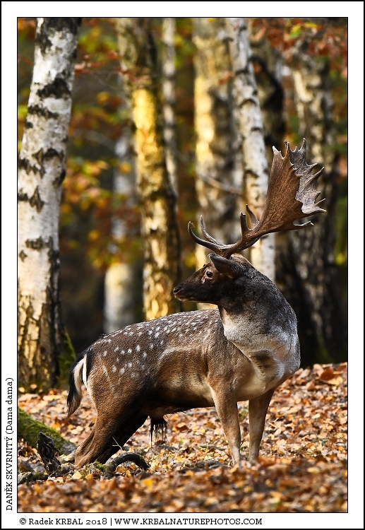 Dan�k skvrnit� | Fallow Deer | Damhirsch | Dama dama