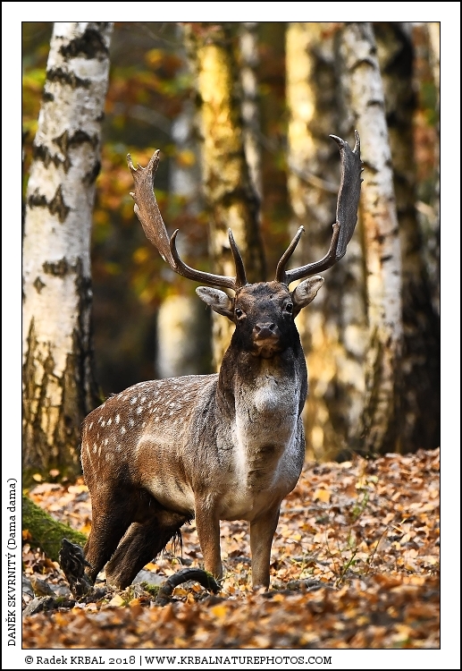 Dan�k skvrnit� | Fallow Deer | Damhirsch | Dama dama