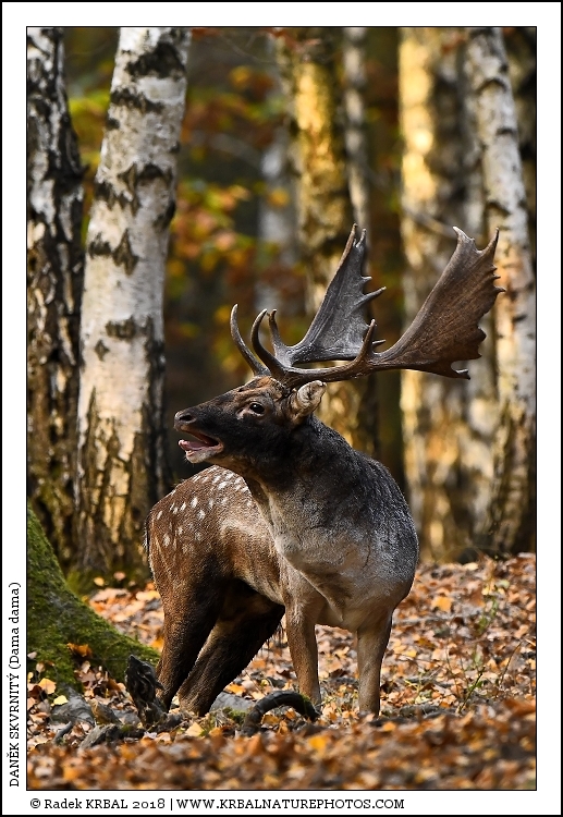 Dan�k skvrnit� | Fallow Deer | Damhirsch | Dama dama