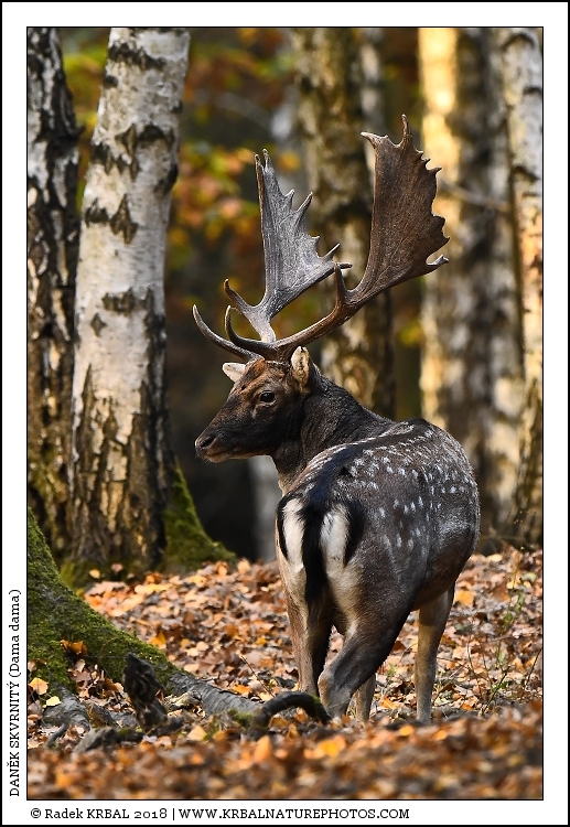 Dan�k skvrnit� | Fallow Deer | Damhirsch | Dama dama