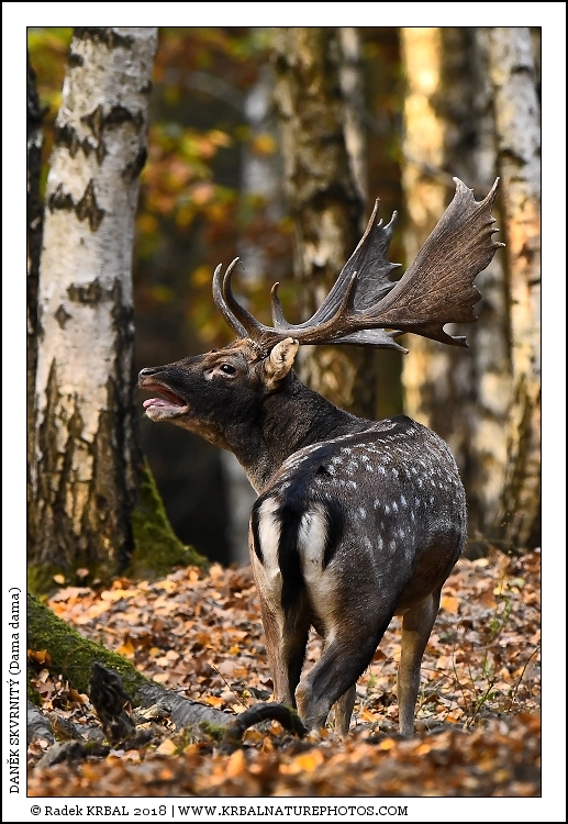 Dan�k skvrnit� | Fallow Deer | Damhirsch | Dama dama