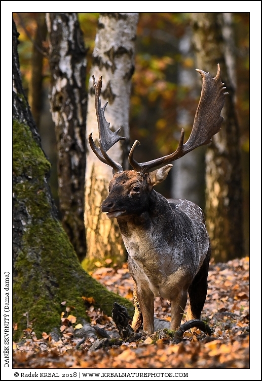 Dan�k skvrnit� | Fallow Deer | Damhirsch | Dama dama