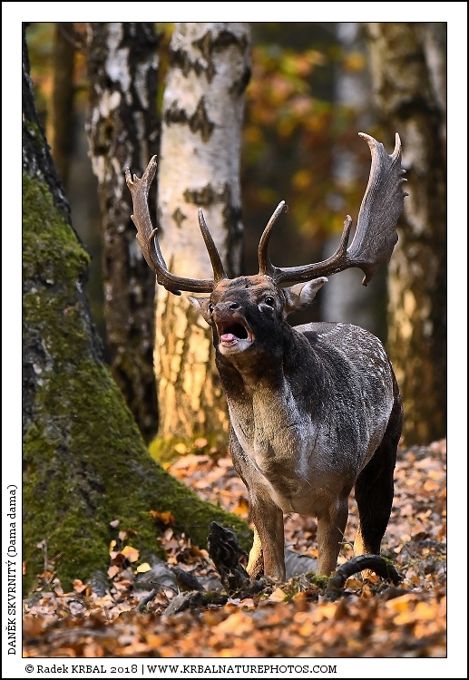 Dan�k skvrnit� | Fallow Deer | Damhirsch | Dama dama