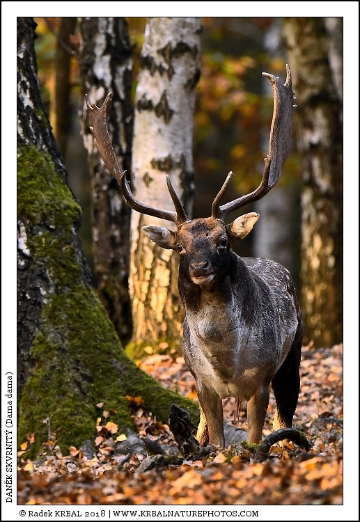 Dan�k skvrnit� | Fallow Deer | Damhirsch | Dama dama