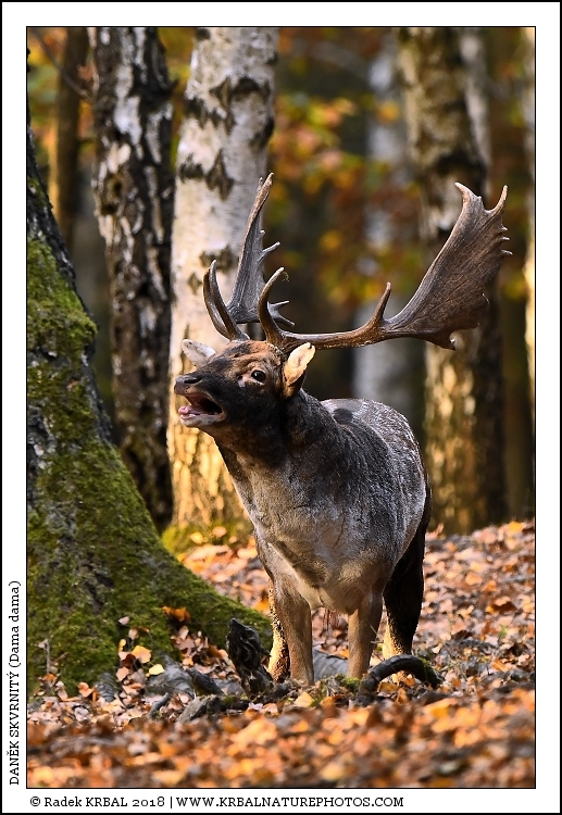 Dan�k skvrnit� | Fallow Deer | Damhirsch | Dama dama