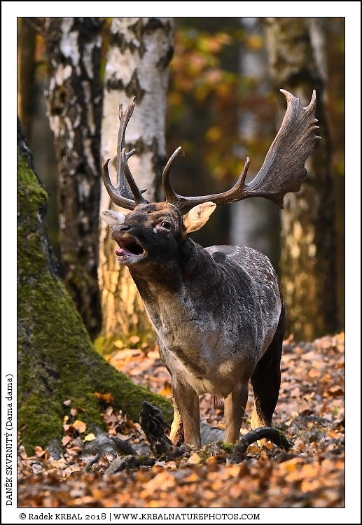 Dan�k skvrnit� | Fallow Deer | Damhirsch | Dama dama