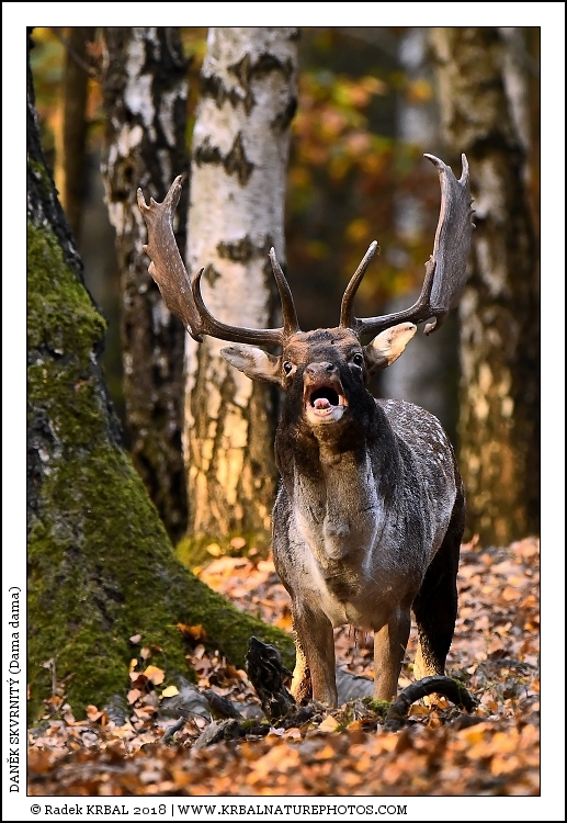 Dan�k skvrnit� | Fallow Deer | Damhirsch | Dama dama