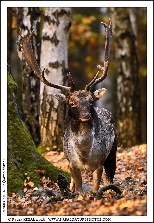 Dan�k skvrnit� | Fallow Deer | Damhirsch | Dama dama