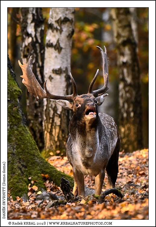 Dan�k skvrnit� | Fallow Deer | Damhirsch | Dama dama