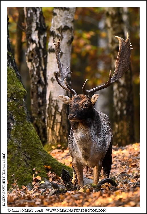 Dan�k skvrnit� | Fallow Deer | Damhirsch | Dama dama