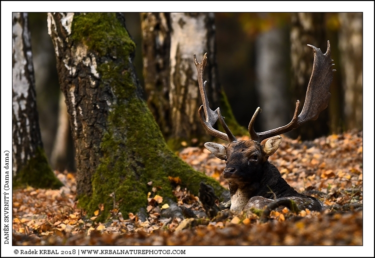Dan�k skvrnit� | Fallow Deer | Damhirsch | Dama dama