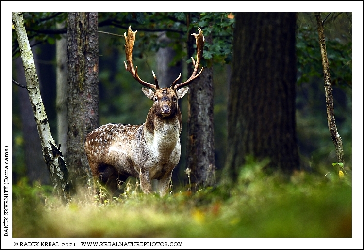 Dan�k skvrnit� | Fallow Deer | Damhirsch | Dama dama