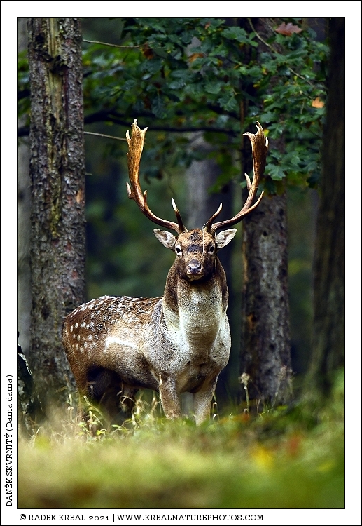 Dan�k skvrnit� | Fallow Deer | Damhirsch | Dama dama