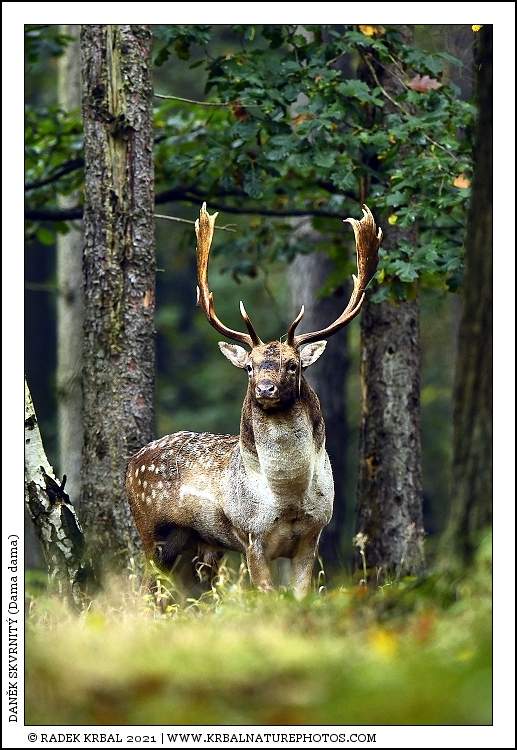 Dan�k skvrnit� | Fallow Deer | Damhirsch | Dama dama