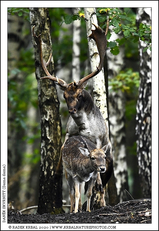 Dan�k skvrnit� | Fallow Deer | Damhirsch | Dama dama