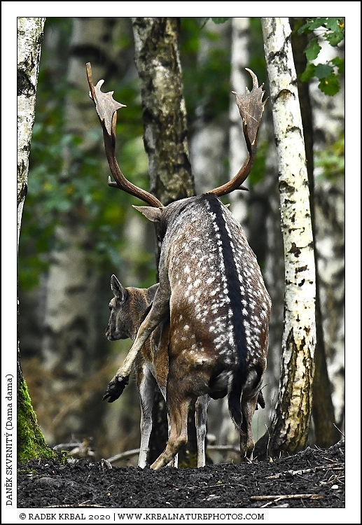 Dan�k skvrnit� | Fallow Deer | Damhirsch | Dama dama