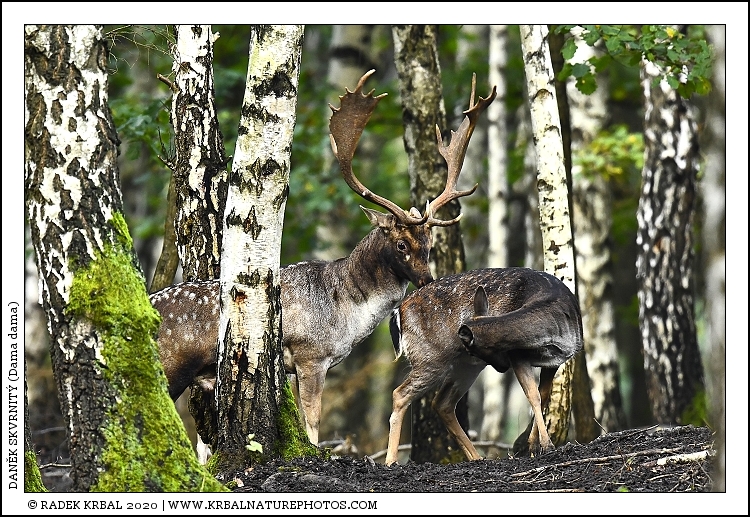 Dan�k skvrnit� | Fallow Deer | Damhirsch | Dama dama