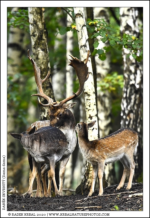 Dan�k skvrnit� | Fallow Deer | Damhirsch | Dama dama