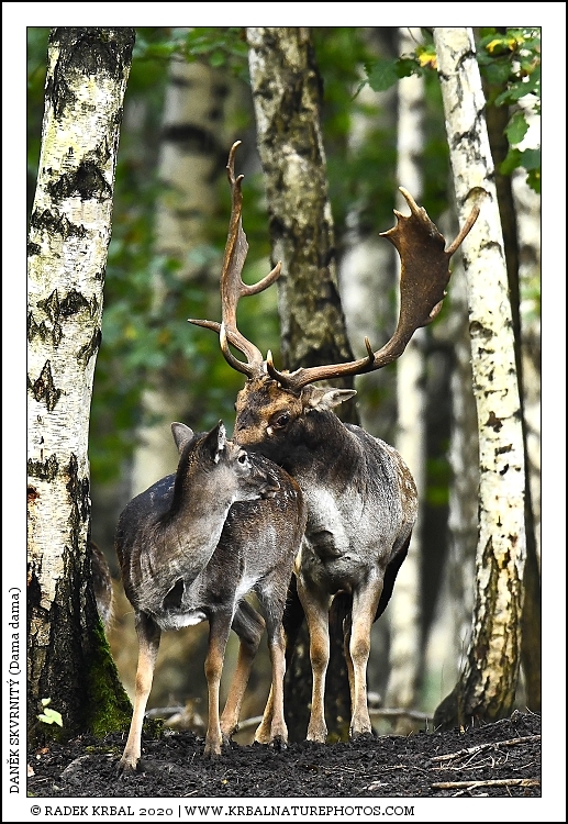 Dan�k skvrnit� | Fallow Deer | Damhirsch | Dama dama