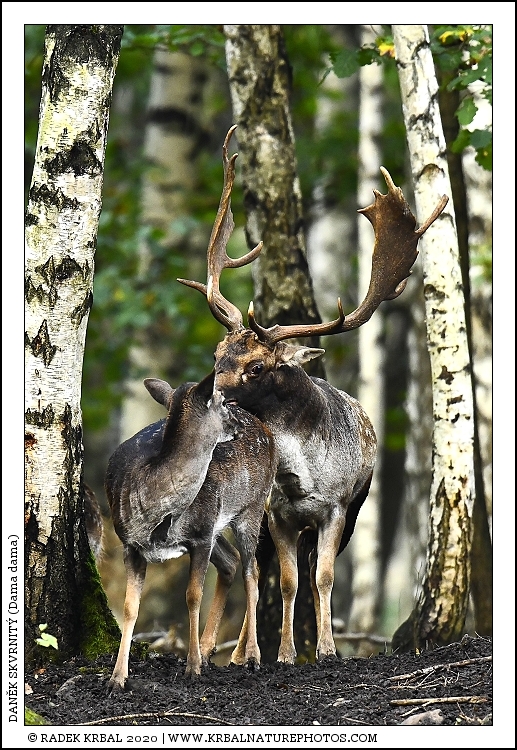 Dan�k skvrnit� | Fallow Deer | Damhirsch | Dama dama