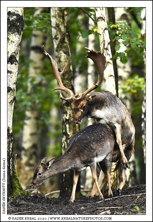 Dan�k skvrnit� | Fallow Deer | Damhirsch | Dama dama