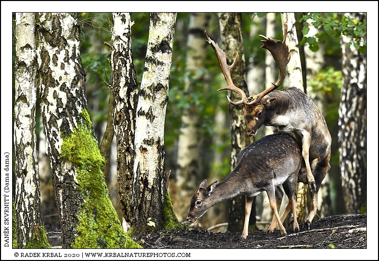 Dan�k skvrnit� | Fallow Deer | Damhirsch | Dama dama