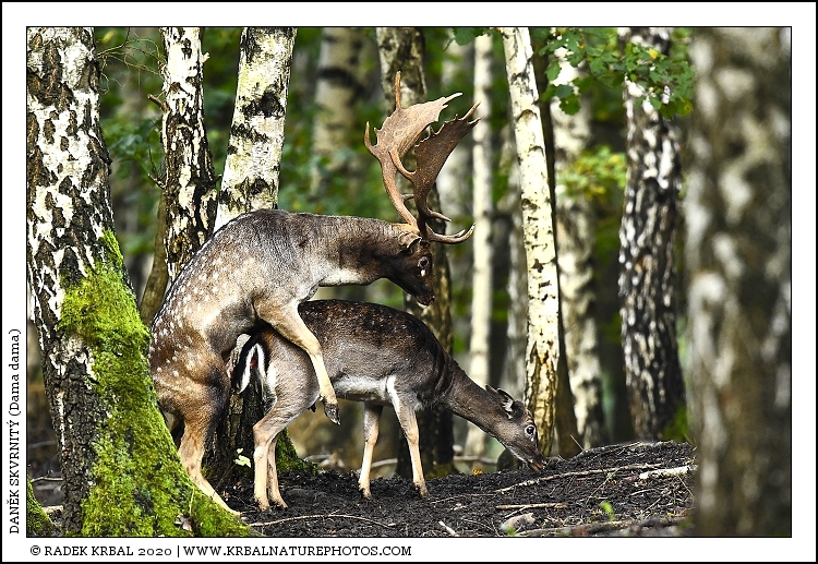 Dan�k skvrnit� | Fallow Deer | Damhirsch | Dama dama