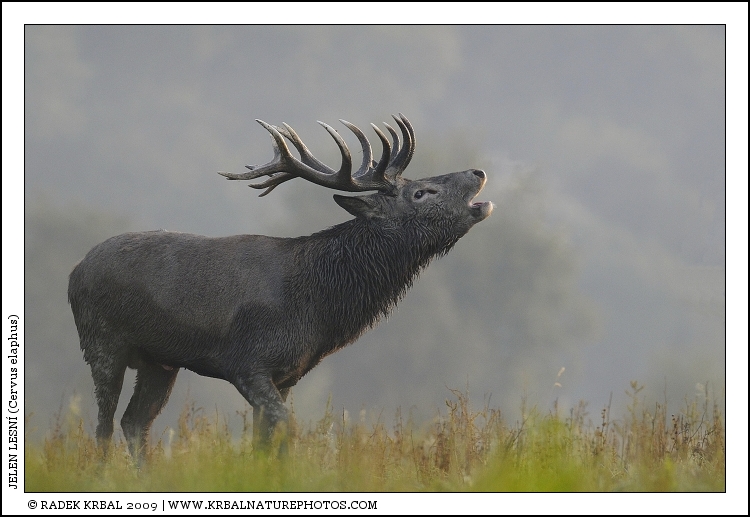 Jelen lesn� | Red Deer | Rothirsch | Cervus elaphus