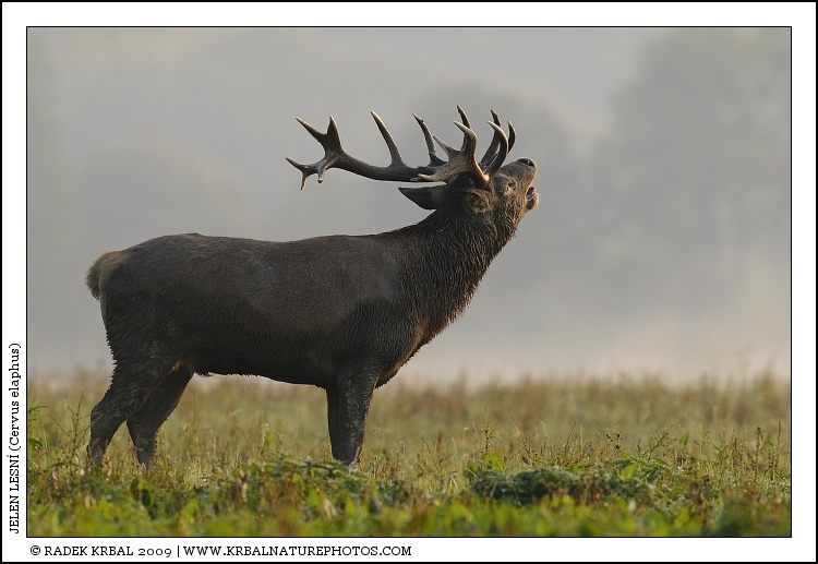 Jelen lesn� | Red Deer | Rothirsch | Cervus elaphus