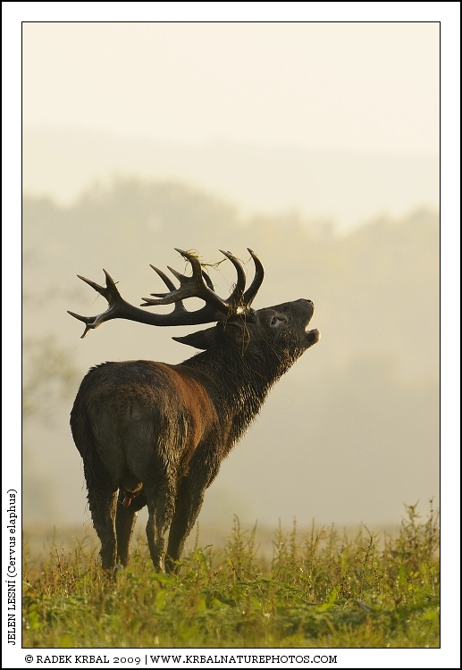 Jelen lesn� | Red Deer | Rothirsch | Cervus elaphus