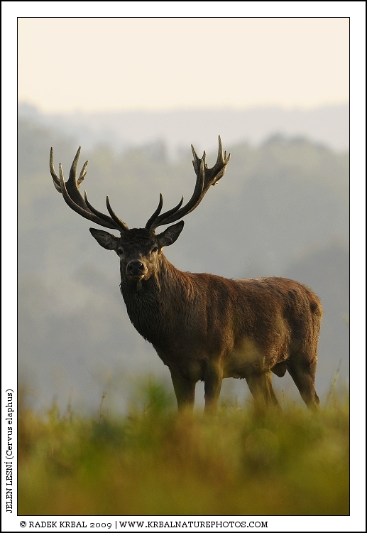 Jelen lesn� | Red Deer | Rothirsch | Cervus elaphus