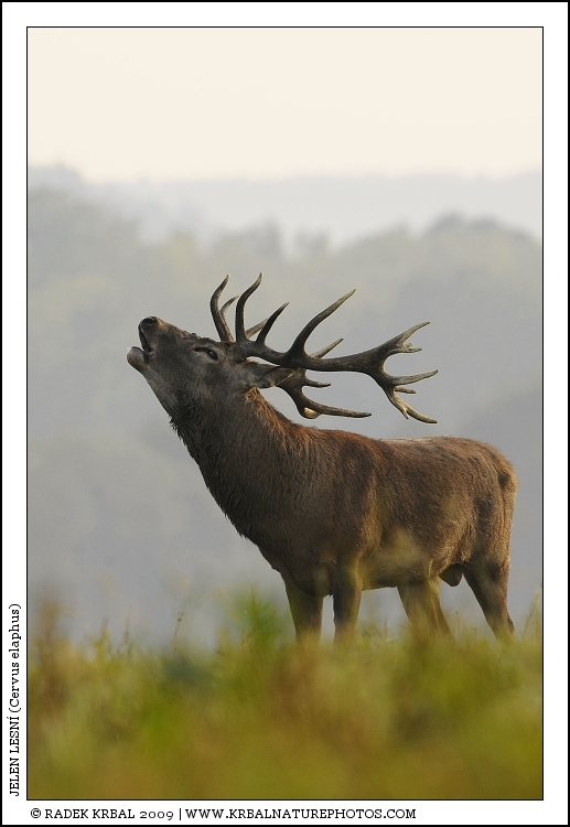 Jelen lesn� | Red Deer | Rothirsch | Cervus elaphus
