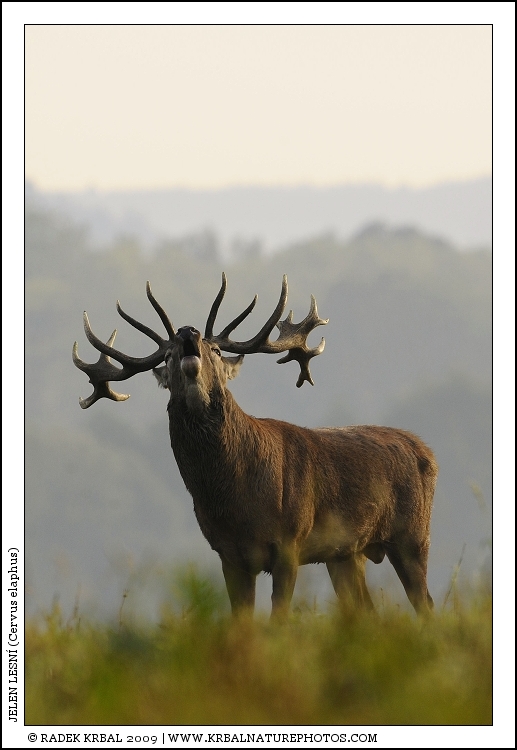 Jelen lesn� | Red Deer | Rothirsch | Cervus elaphus