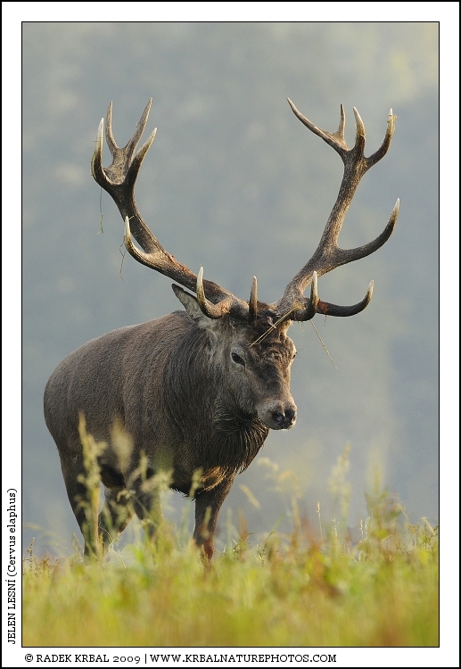 Jelen lesn� | Red Deer | Rothirsch | Cervus elaphus