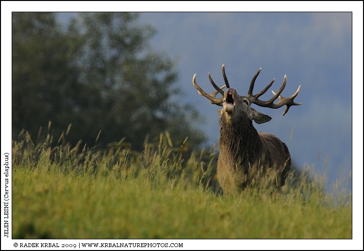 Jelen lesn� | Red Deer | Rothirsch | Cervus elaphus