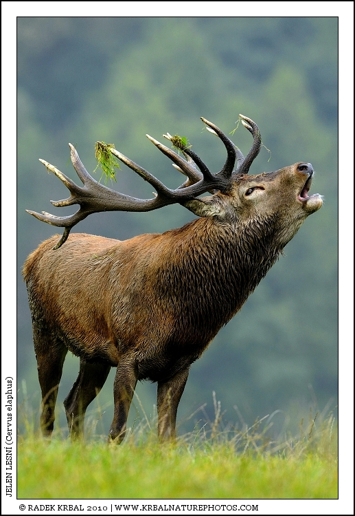 Jelen lesn� | Red Deer | Rothirsch | Cervus elaphus