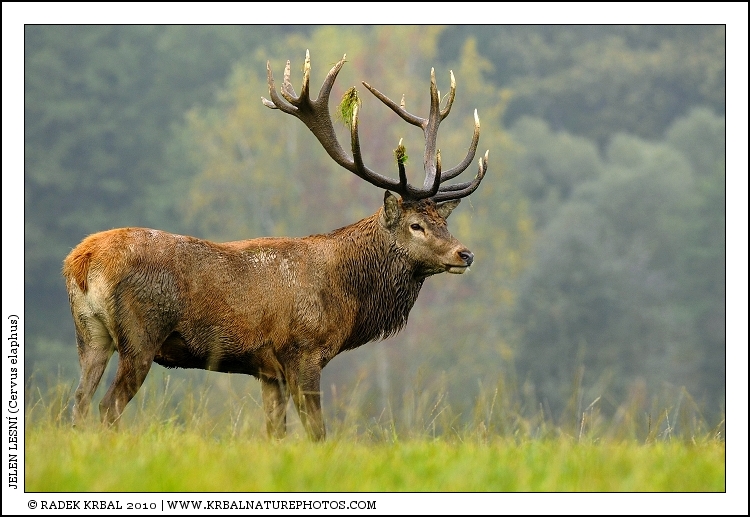 Jelen lesn� | Red Deer | Rothirsch | Cervus elaphus
