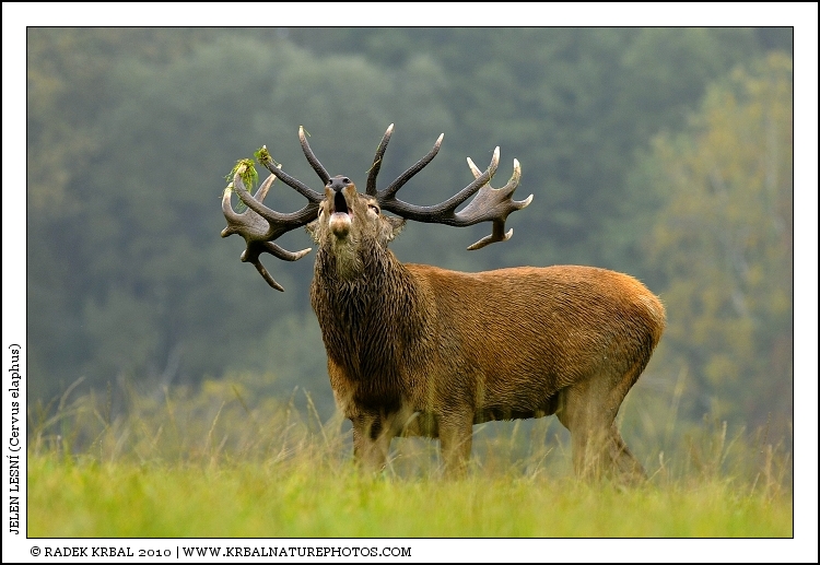 Jelen lesn� | Red Deer | Rothirsch | Cervus elaphus