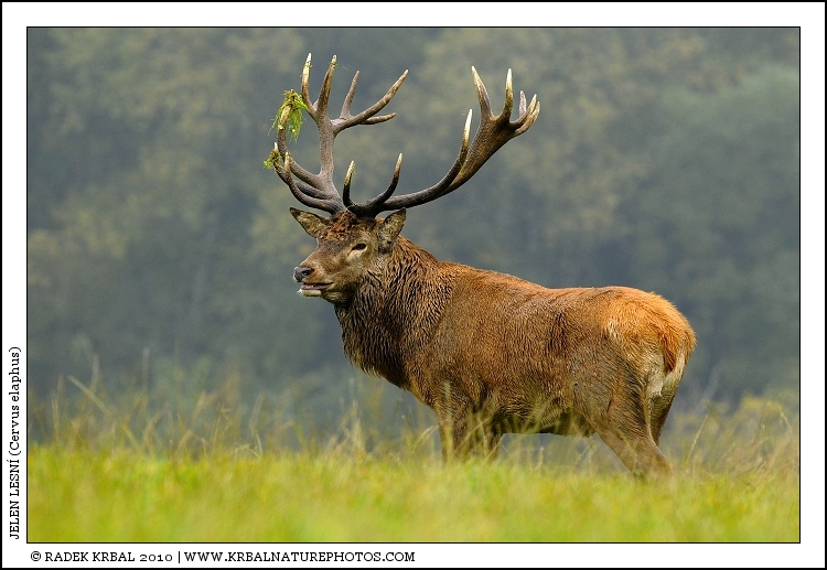 Jelen lesn� | Red Deer | Rothirsch | Cervus elaphus