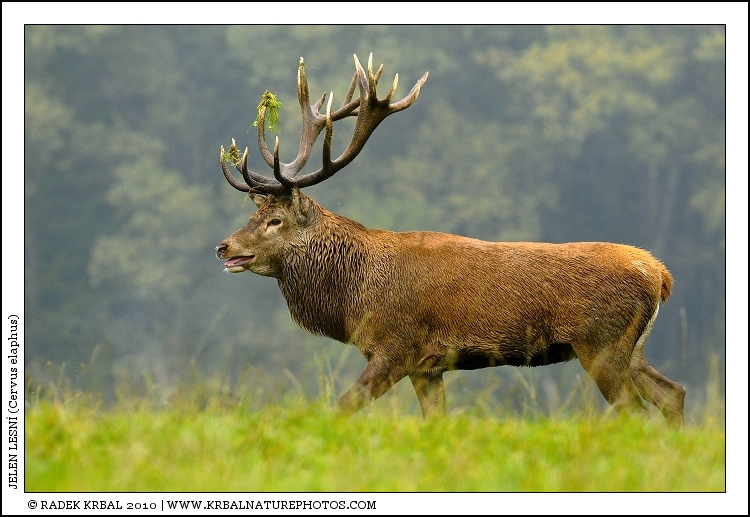 Jelen lesn� | Red Deer | Rothirsch | Cervus elaphus