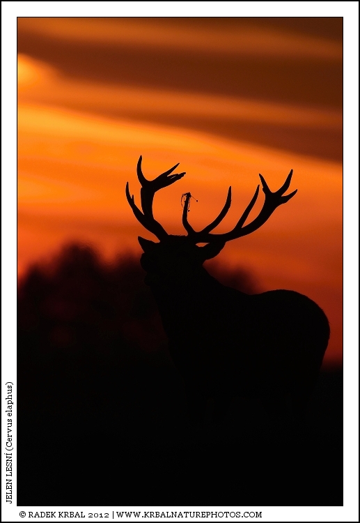 Jelen lesn� | Red Deer | Rothirsch | Cervus elaphus