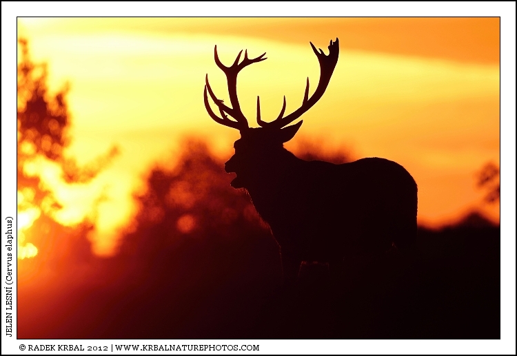 Jelen lesn� | Red Deer | Rothirsch | Cervus elaphus
