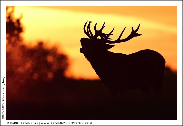 Jelen lesn� | Red Deer | Rothirsch | Cervus elaphus