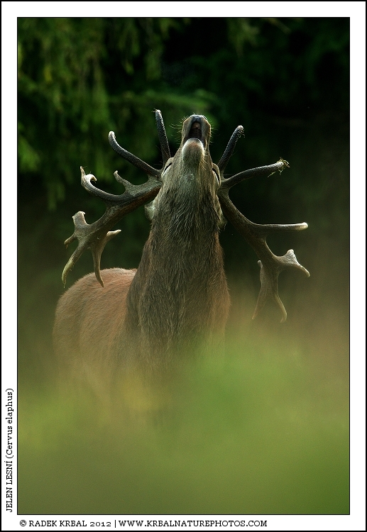 Jelen lesn� | Red Deer | Rothirsch | Cervus elaphus